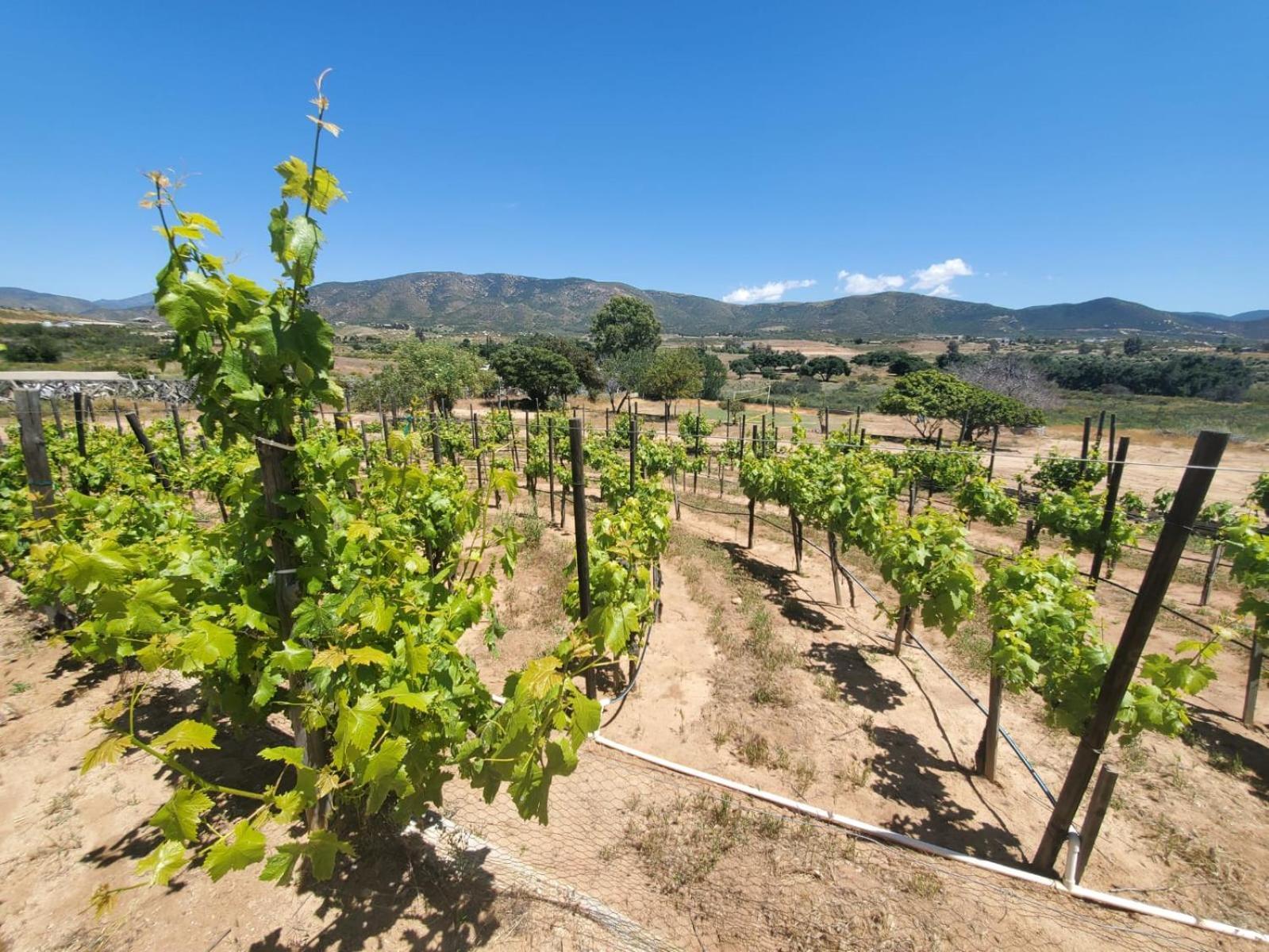 Finca Selah إنسينادا المظهر الخارجي الصورة